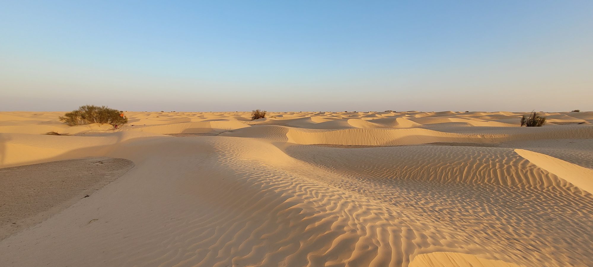 Wide, empty dunes of the Sahara under a pale sky